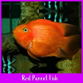 Blood Red Parrot Fish