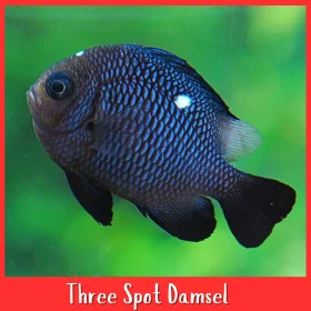 Three Spot Damsel Fish