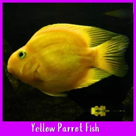Yellow Parrot Cichlid Fish