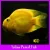 Yellow Parrot Cichlid Fish