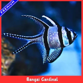 Bangai Cardinal