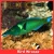 Bird wrasse