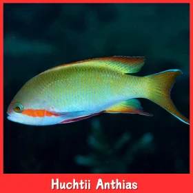 Huchtii Anthias