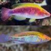 Lubbocks Fairy Wrasse