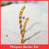 Philipine Garden Eel