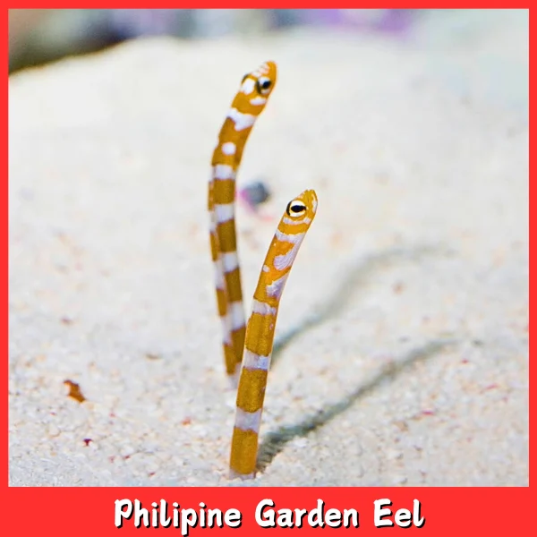 Philipine Garden Eel