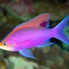 Purple Queen Anthias