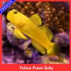 Yellow prawn goby~1