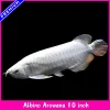 albino arowana~1