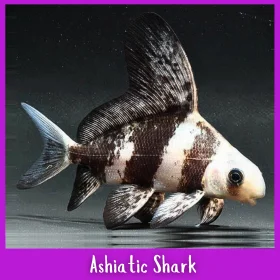 Asiatic Shark