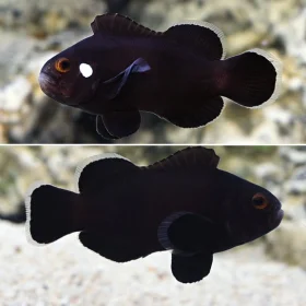 domino Clown Fish