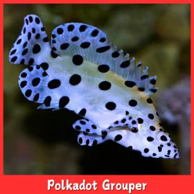 polkadot grouper