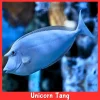 unicorn tang