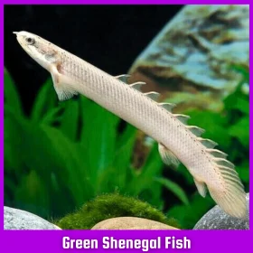 Green Shenegal Fish