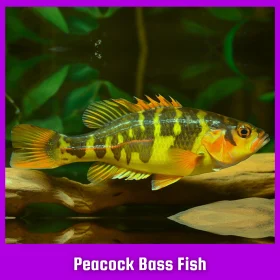 Peacock Bass Fish