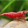 Red Shrimp