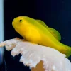 Yellow-Clown-Goby