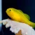 Yellow-Clown-Goby