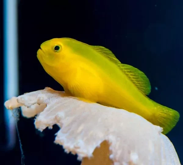 Yellow-Clown-Goby