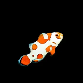 ishrav clown fish