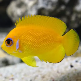 ishrav lemon angel fish