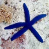 Blue Linckia Starfish XL