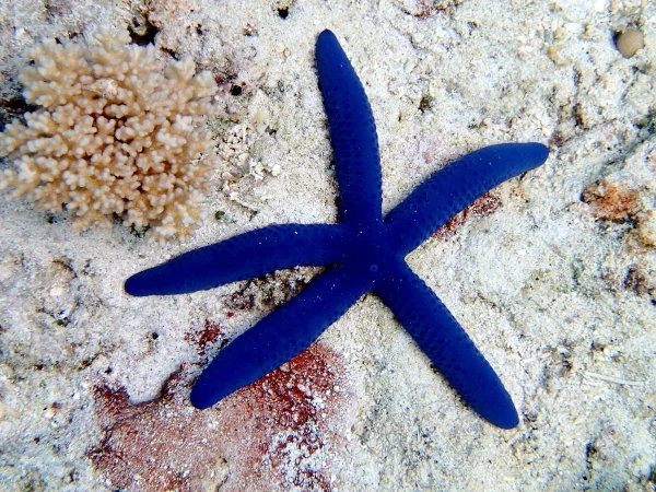 Blue Linckia Starfish XL