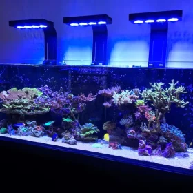 ishrav aquarium 10ft