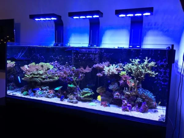 ishrav aquarium 10ft