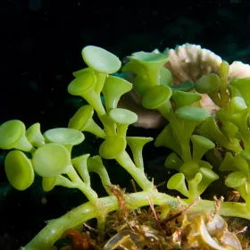 Caulerpa_racemosa_algae