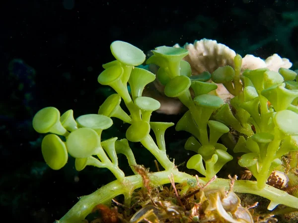 Caulerpa_racemosa_algae