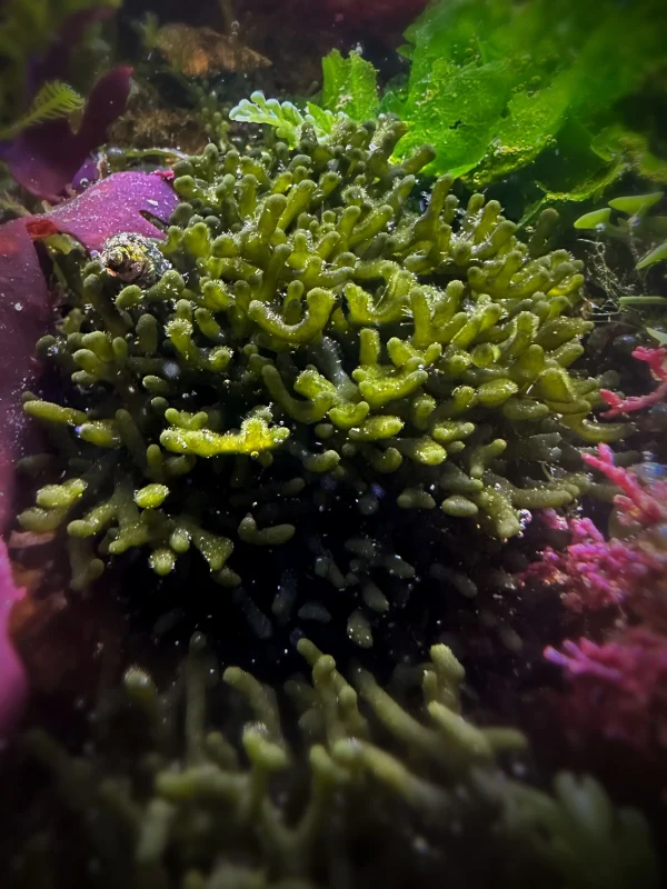 Stout Dwarf Codium Macroalgae