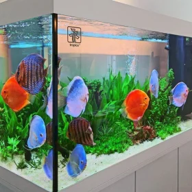 ishrav fresh water aquarium