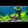 ishrav fresh water aquarium