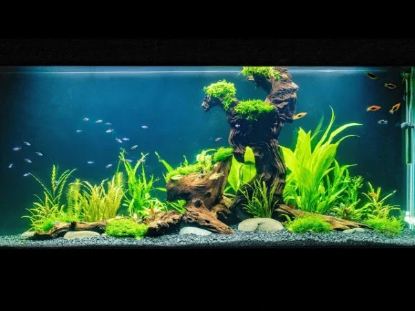 ishrav fresh water aquarium