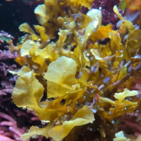 sargassum