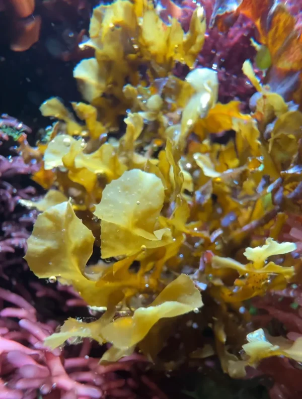 sargassum