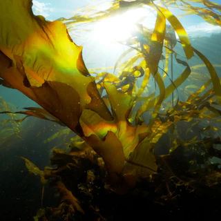 Kelp