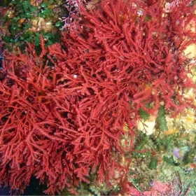 Rhodophyta