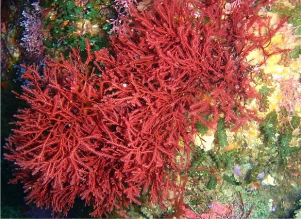 Rhodophyta